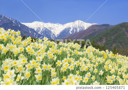 光前寺櫻花水仙花節 光前寺櫻花水仙花節 125405871