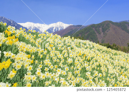 光前寺櫻花水仙花節 125405872