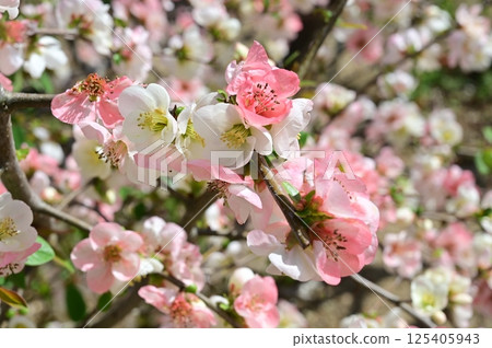日本木瓜 (薔薇科) 落葉灌木 東洋錦 日本木瓜 (薔薇科) 落葉灌木 東洋錦 125405943