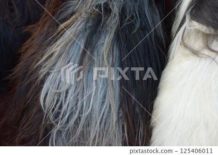 Kukeri Fur Costume Texture from Long-Haired Goat 125406011