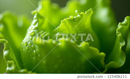 Fresh Green Lettuce Head with Dewy Texture Fresh Green Lettuce Head with Dewy Texture 125406211