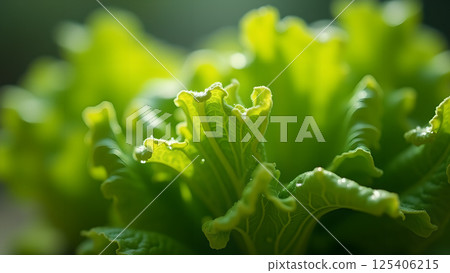 Delicate Spruce Sprig with Water Droplets 125406215