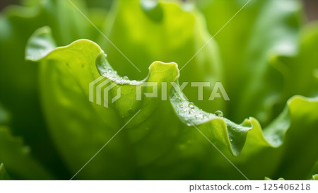 Fresh Leaf Lettuce with Dewdrops Close-up View 125406218