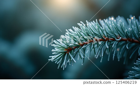 Icy touch on a coniferous branch in winter time 125406219