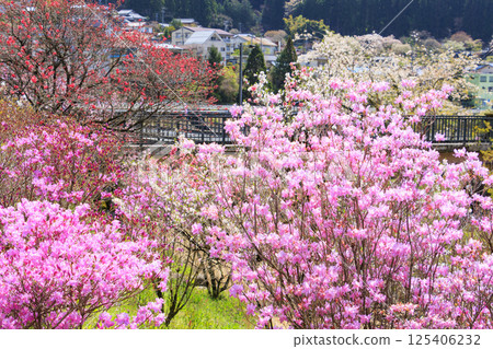 盛開著三葉杜鵑的南木曾天白公園 盛開著三葉杜鵑的南木曾天白公園 125406232