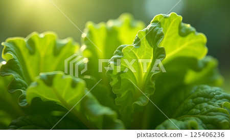 Fresh Green Lettuce Leaves Radiating in Sunlight Fresh Green Lettuce Leaves Radiating in Sunlight 125406236