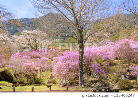 盛開著三葉杜鵑的南木曾天白公園 盛開著三葉杜鵑的南木曾天白公園 125406247