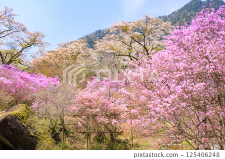 盛開著三葉杜鵑的南木曾天白公園 盛開著三葉杜鵑的南木曾天白公園 125406248