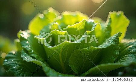 Vibrant Lettuce Head in Morning Dew and Sunlight 125406386