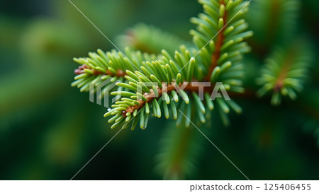 Aromatic green fir branch close-up with detail 125406455