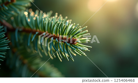 Evergreen Sprig with Early Morning Dew Drops 125406468