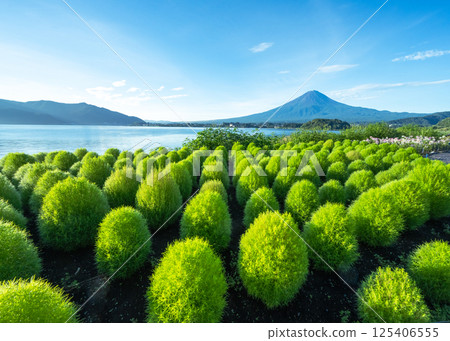 A view of green kochia shining in the morning sun and Mt. Fuji in summer at Oishi Park on the shores of Lake Kawaguchi, Fuji 125406555