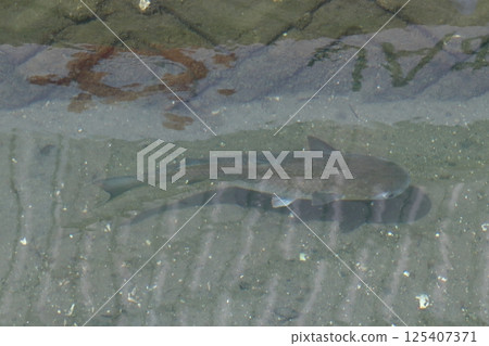 Mullet (Hakata Island, Hakatacho, Imabari City, Ehime Prefecture) Mullet (Hakata Island, Hakatacho, Imabari City, Ehime Prefecture) 125407371