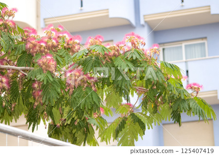 Silk tree Ombrella flower - Latin name - Albizia julibrissin Ombrella 125407419