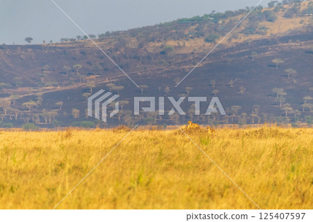 ride of lions in the Serengeti ride of lions in the Serengeti 125407597