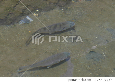 黑鯛（愛媛郡今治市博多町博多島） 125407752