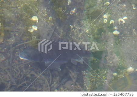 Black porgy (Hakata Island, Hakatacho, Imabari City, Ehime Prefecture) 125407753