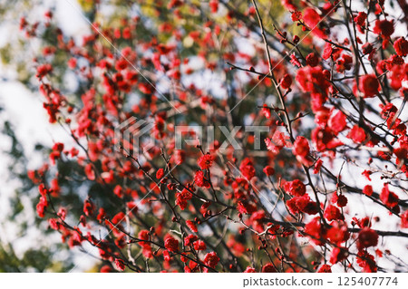 [住在吉大社] 美麗的花朵 125407774