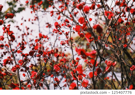 [Sumiyoshi Taisha Shrine] Beautiful flowers 125407776