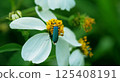 藍色昆蟲 125408191