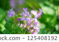 紫花酢漿草 125408192