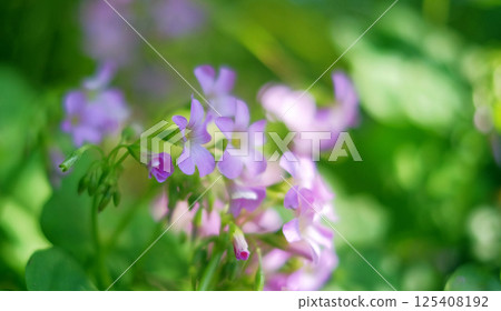 Alfalfa 125408192