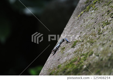 Izu Kyuko Line Inazusa-Kawazu Japanese lizard 125408254