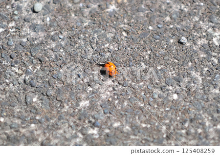 Izu Kyuko Line Inazusa-Kawazu Black Ladybird 125408259