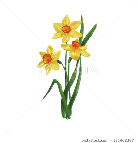 hand drawn spring flowers: yellow daffodil digital 125408397