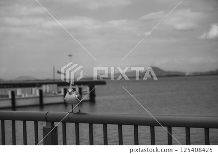 [渚公園] 可愛的海鷗 125408425