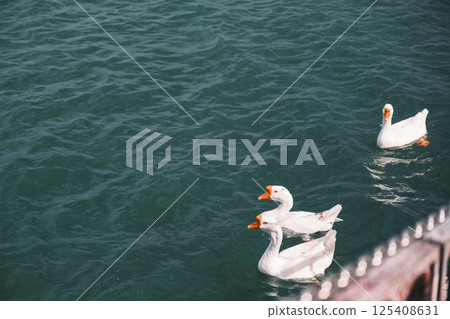 [Nagisa Park] Beautiful birds 125408631