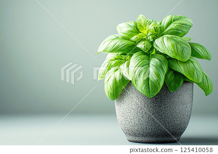 Basil plant with lush green leaves on a blurred background. Herb bush in gray pot Basil plant with lush green leaves on a blurred background. Herb bush in gray pot 125410058