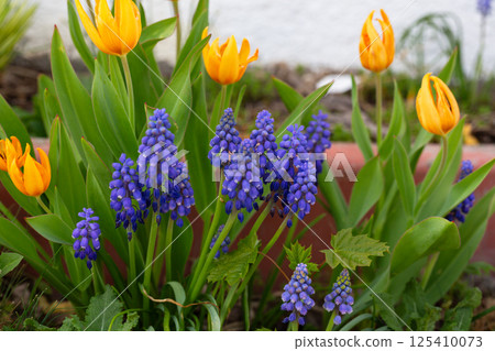 Armenian Viper Bow. Armenian mouse hyacinth. Muscari is Armenian. Muscari armeniacum. Bright blue flowers in early spring 125410073