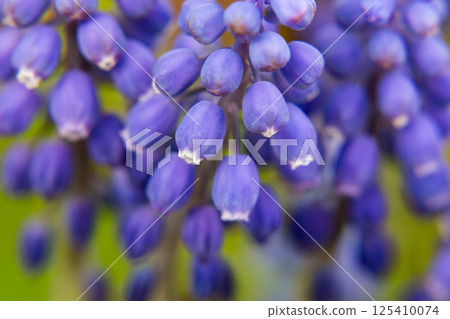 Armenian Viper Bow. Armenian mouse hyacinth. Muscari is Armenian. Muscari armeniacum. Bright blue flowers in early spring 125410074