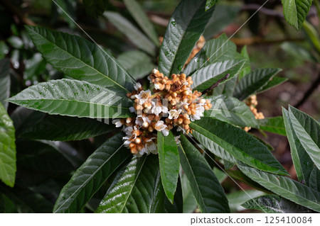 Close-up Blooming Japanese medlar (Eriobotrya Japonica) on blurred background. Selective focus. 125410084