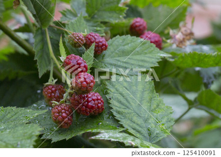 ripe raspberries on green bush with green leaves and water drops after rain 125410091