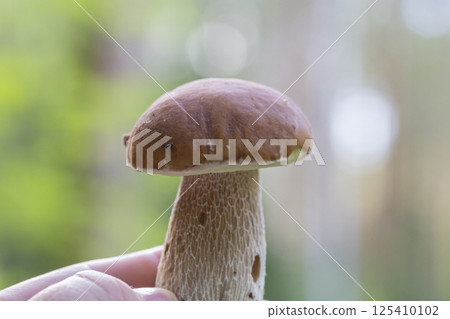 Boletus edulis or porcini mushroom in a woman's hand against the background of small fir trees in the summer forest. 125410102