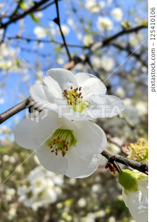 Close up White flowers of Japanese Quince. Floral spring background, selective focus Close up White flowers of Japanese Quince. Floral spring background, selective focus 125410106