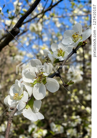 Close up White flowers of Japanese Quince. Floral spring background, selective focus 125410107