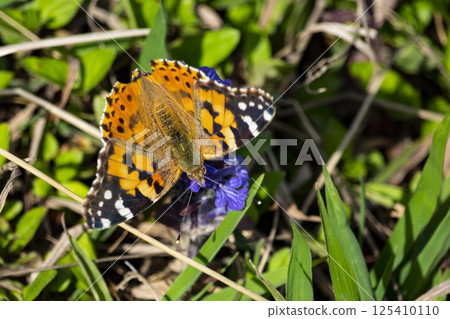 Dorsal view on a painted lady butterfly (Vanessa cardui). Dorsal view on a painted lady butterfly (Vanessa cardui). 125410110