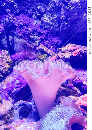 Sarcophyton , Mushroom coral ( Sarcophyton glaucum ) Sarcophyton , Mushroom coral ( Sarcophyton glaucum ) 125410114