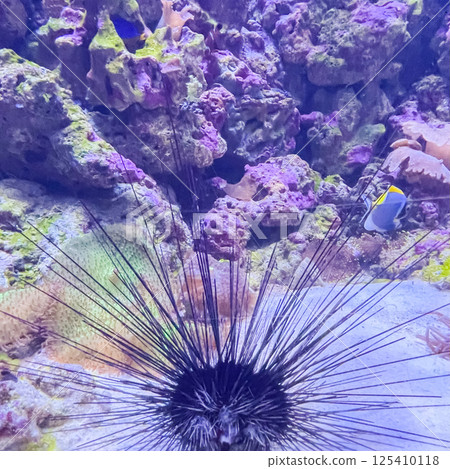 urchin, sea, sea urchin, animal, black, underwater, marine, black sea urchin, mediterranean sea, food, ocean, nature, isolated, life, wildlife, echinus, summer, echinodermata, seafood, water. urchin, sea, sea urchin, animal, black, underwater, marine, black sea urchin, mediterranean sea, food, ocean, nature, isolated, life, wildlife, echinus, summer, echinodermata, seafood, water. 125410118