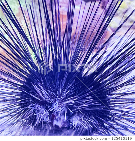 urchin, sea, sea urchin, animal, black, underwater, marine, black sea urchin, mediterranean sea, food, ocean, nature, isolated, life, wildlife, echinus, summer, echinodermata, seafood, water. urchin, sea, sea urchin, animal, black, underwater, marine, black sea urchin, mediterranean sea, food, ocean, nature, isolated, life, wildlife, echinus, summer, echinodermata, seafood, water. 125410119