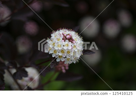 Dozens of white flowers of purple leaved Physocarpus opulifolius in may 125410125