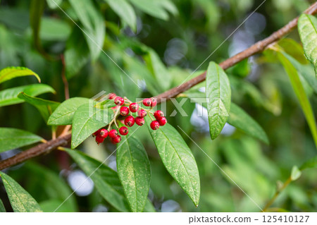 Red small fruits on a branch with green leaves. Cotoneaster salicifolius, the willow-leaved cotoneaster, is a drought-tolerant, evergreen to semi-evergreen, low-lying. 125410127