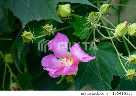 bright large pink flowers of Hibiscus mutabilis, in the garden, also known as the Confederate rose, Dixie rosemallow, cotton rose or cotton rosemallow. Summer background. bright large pink flowers of Hibiscus mutabilis, in the garden, also known as the Confederate rose, Dixie rosemallow, cotton rose or cotton rosemallow. Summer background. 125410132