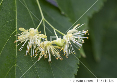 Linden, linden blossom with green leaves on a tree in summer 125410180