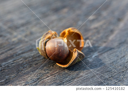 camellia seeds, close up. seeds of Chinese camellia from the leaves of which black and green tea are made. 125410182