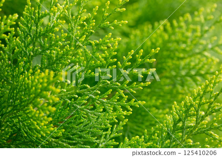 Japanese cypress Hinoki tree ( Chamaecyparis obtusa ) close-up. Cupressaceae conifer. Japanese cypress Hinoki tree ( Chamaecyparis obtusa ) close-up. Cupressaceae conifer. 125410206