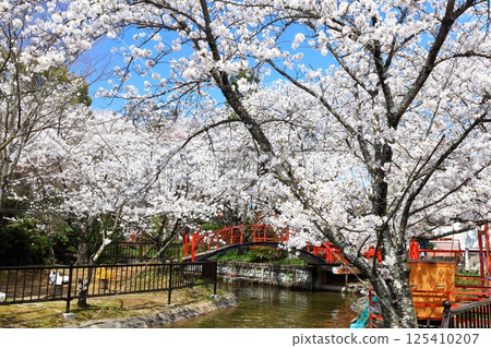 [香川縣] 春天的櫻花（旭山森林公園） 125410207